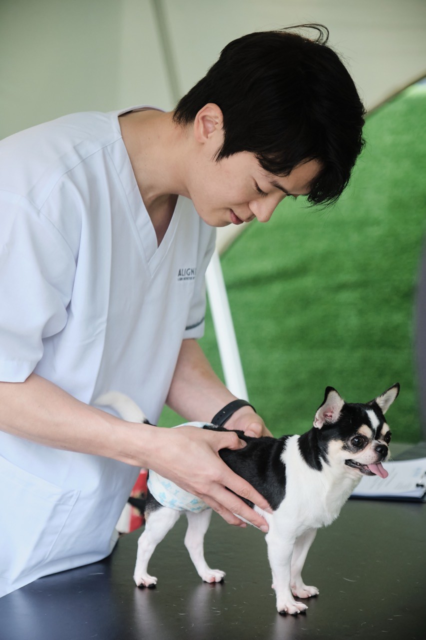 Dr Daniel providing animal chiropractic care