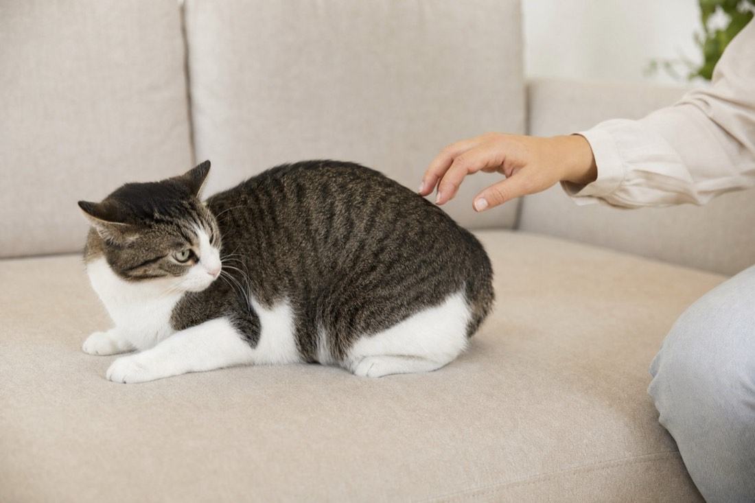 Flinches when touched